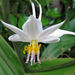 Arthropodium cirratum - Photo (c) John Barkla, alguns direitos reservados (CC BY), uploaded by John Barkla