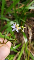 Dianella sandwicensis