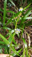 Dianella sandwicensis