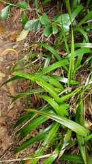Dianella sandwicensis
