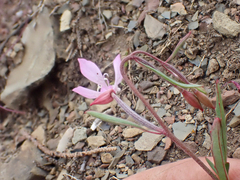 Clarkia modesta