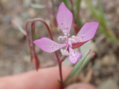 Clarkia modesta