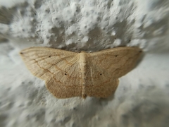 Scopula umbilicata