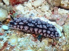 Phyllidiopsis krempfi
