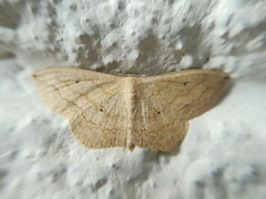 Scopula umbilicata