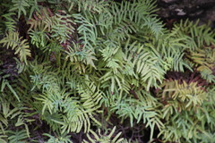 Gleichenia polypodioides