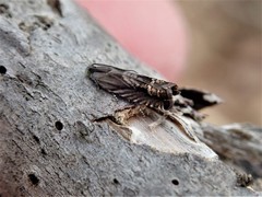 Grapholita eclipsana