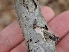 Grapholita eclipsana