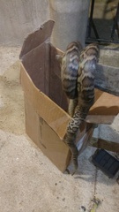 Chilabothrus striatus