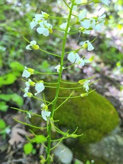 Arabis patens
