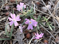Phlox woodhousei