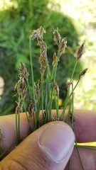 Eleocharis acicularis acicularis