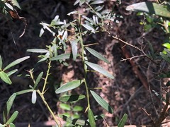 Citrus australis