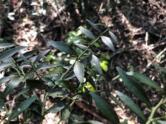 Citrus australis