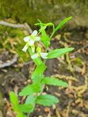 Arabis patens