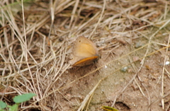 Pharneuptychia phares