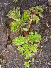 Heracleum sosnowskyi