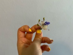 Rotheca myricoides