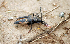 Calocomus desmarestii