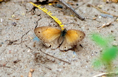 Pharneuptychia phares