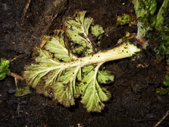 Heracleum sosnowskyi