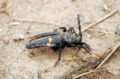 Calocomus desmarestii