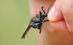 Calocomus desmarestii