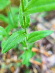 Arabis patens