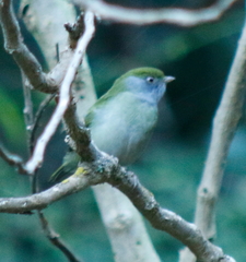 Ilicura militaris