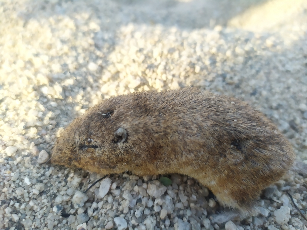 Desert Pocket Mouse