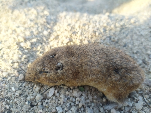 Desert Pocket Mouse
