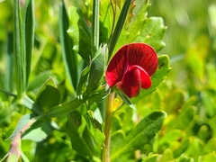 Lathyrus