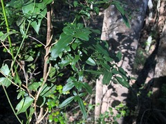 Jasminum didymum racemosum