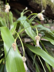 Carex fraseriana