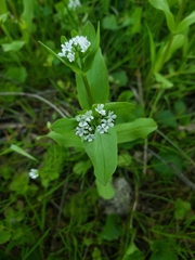 Valerianella chenopodifolia