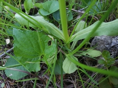 Valerianella chenopodifolia
