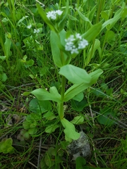 Valerianella chenopodifolia