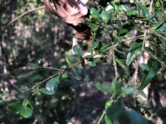Psydrax odorata buxifolia