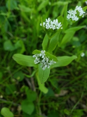 Valerianella chenopodifolia