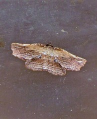 Diagrapta lignaria