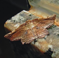 Diagrapta lignaria