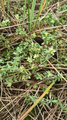 Pimelea spinescens spinescens