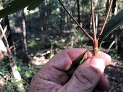 Triflorensia cameronii