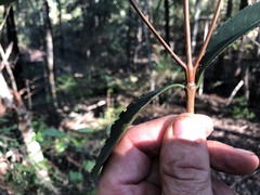 Triflorensia cameronii