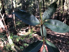 Triflorensia cameronii