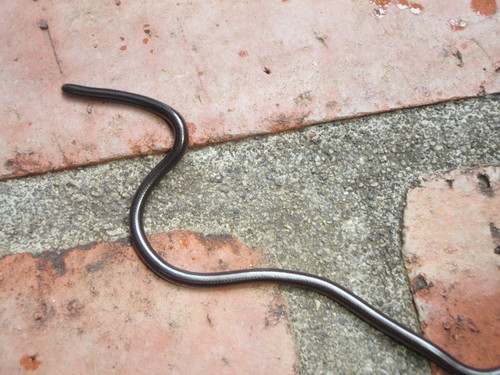Photo of a Black Blind Snake (ater) (Epictia ater)