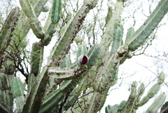 Cereus forbesii