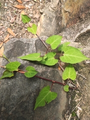 Reynoutria multiflora