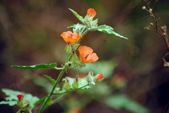 Sphaeralcea miniata