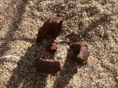 Prosopanche americana